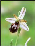 Ophrys exaltata subsp. archipelagi